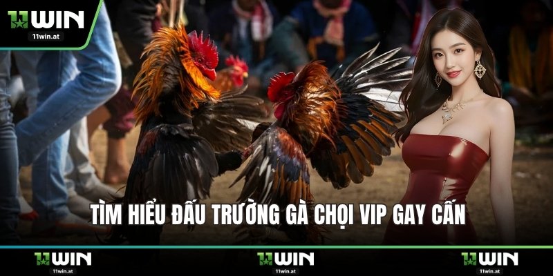 Tìm hiểu đấu trường gà chọi VIP gay cấn