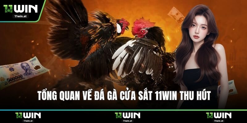 Tổng quan về đá gà cửa sắt 11WIN thu hút