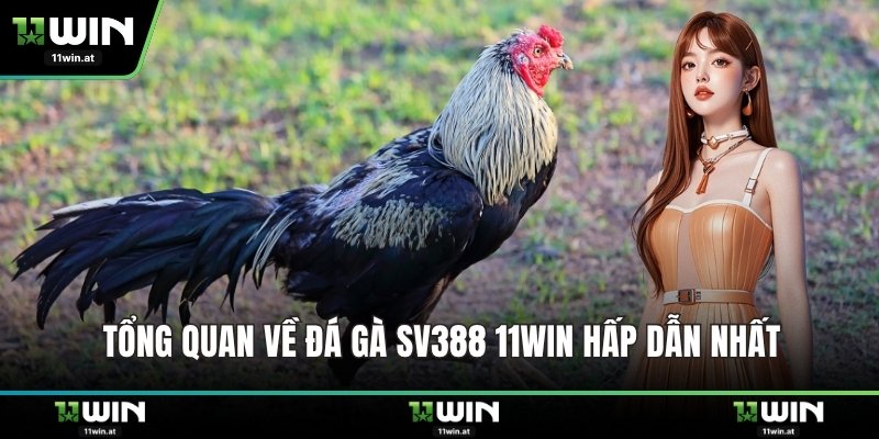 Tổng quan về đá gà SV388 11WIN hấp dẫn nhất